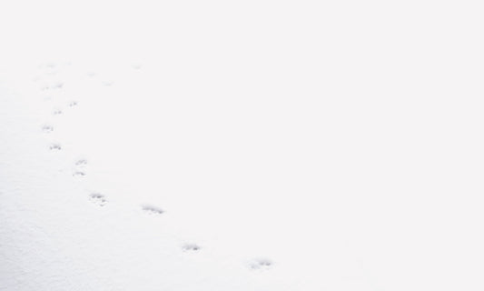 あけましておめでとうございます